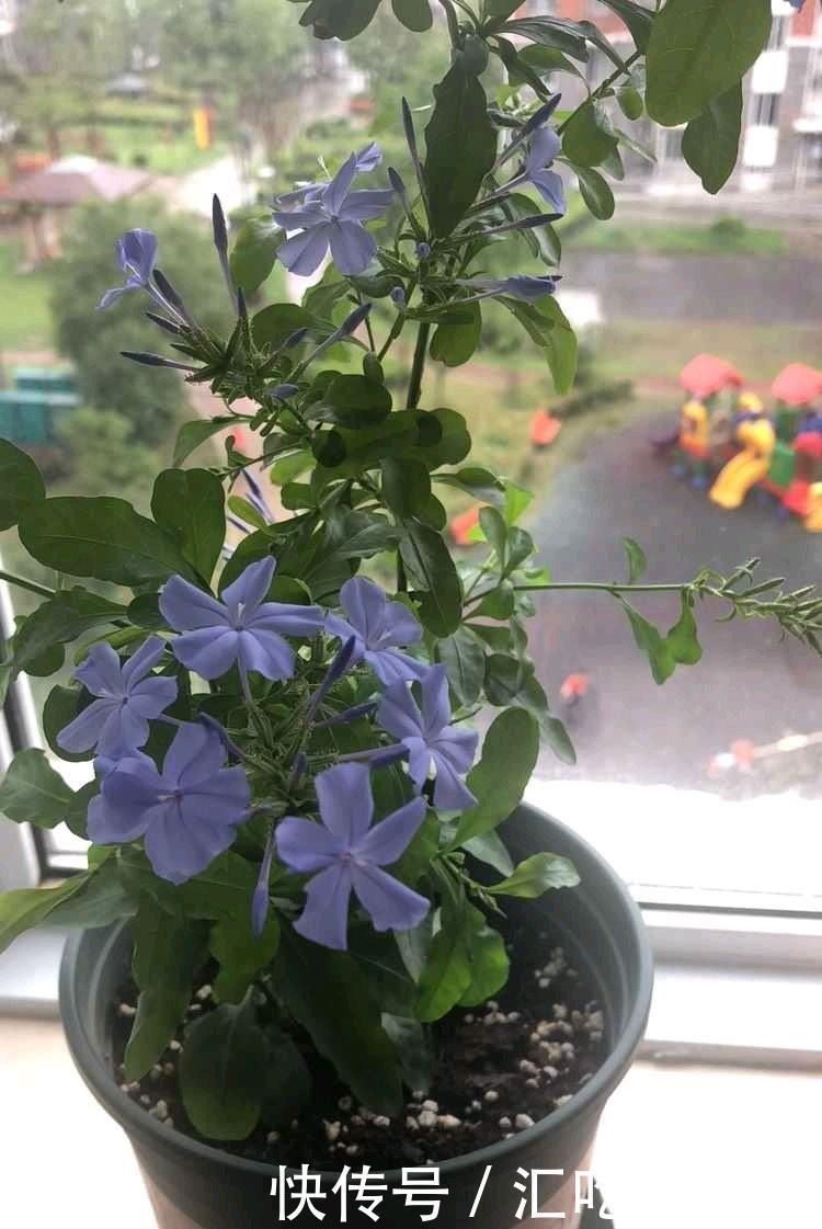 蓝雪花可以在室外过冬吗?做好“两步”,来年春天长势快花开爆