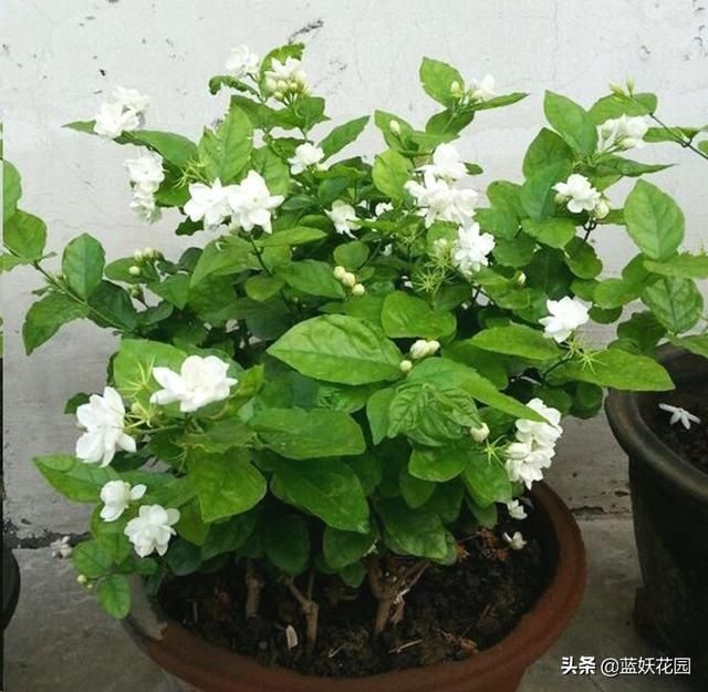 茉莉|茉莉花如何开花多不黄叶简单一招，从夏季爆开到深秋