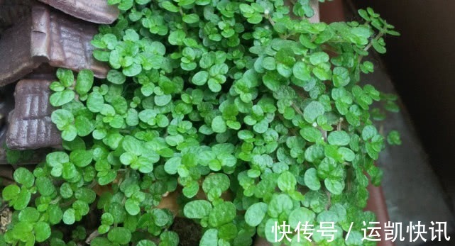 珍珠草|农村这植物叫“珍珠草”，石头缝中也能长，还是肝病“特效药”