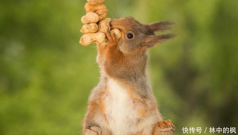 来看|快来看啊,我抓到了一群吃货!真是吃出新境界!