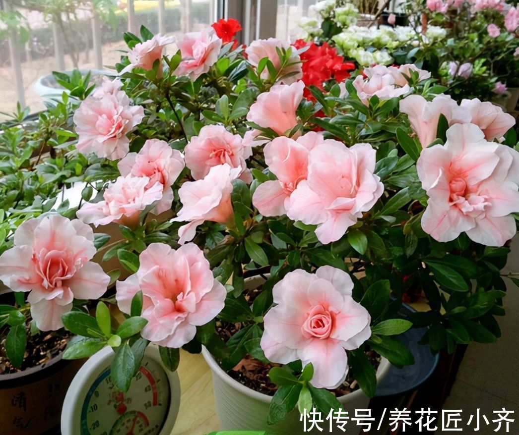 秋季修剪有“风险”,家中养的5种花不能剪,否则明年没花看