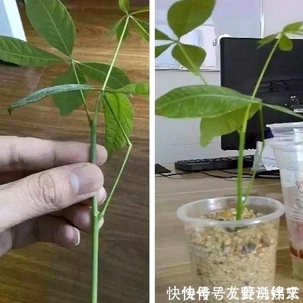 叶片|这5棵“树”太贵了,偷偷摘一截枝条就养活了,不用花钱买啦!