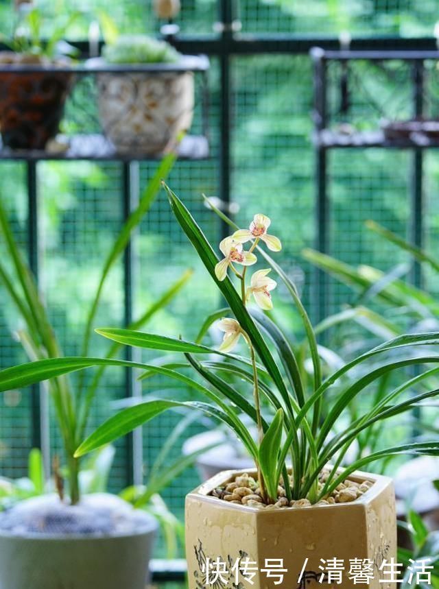 浇水|养兰花，浇水牢记3句话，兰花10年不烂根，越长越壮