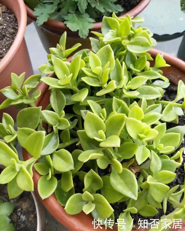 爆盆|养花技巧:折腾不死的25种花,咋养都爆盆,懒人最适合