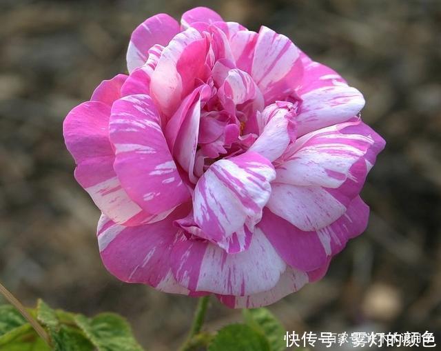 20款古老月季。数百年唯美传承,个个经典又抗病。远胜现代月季