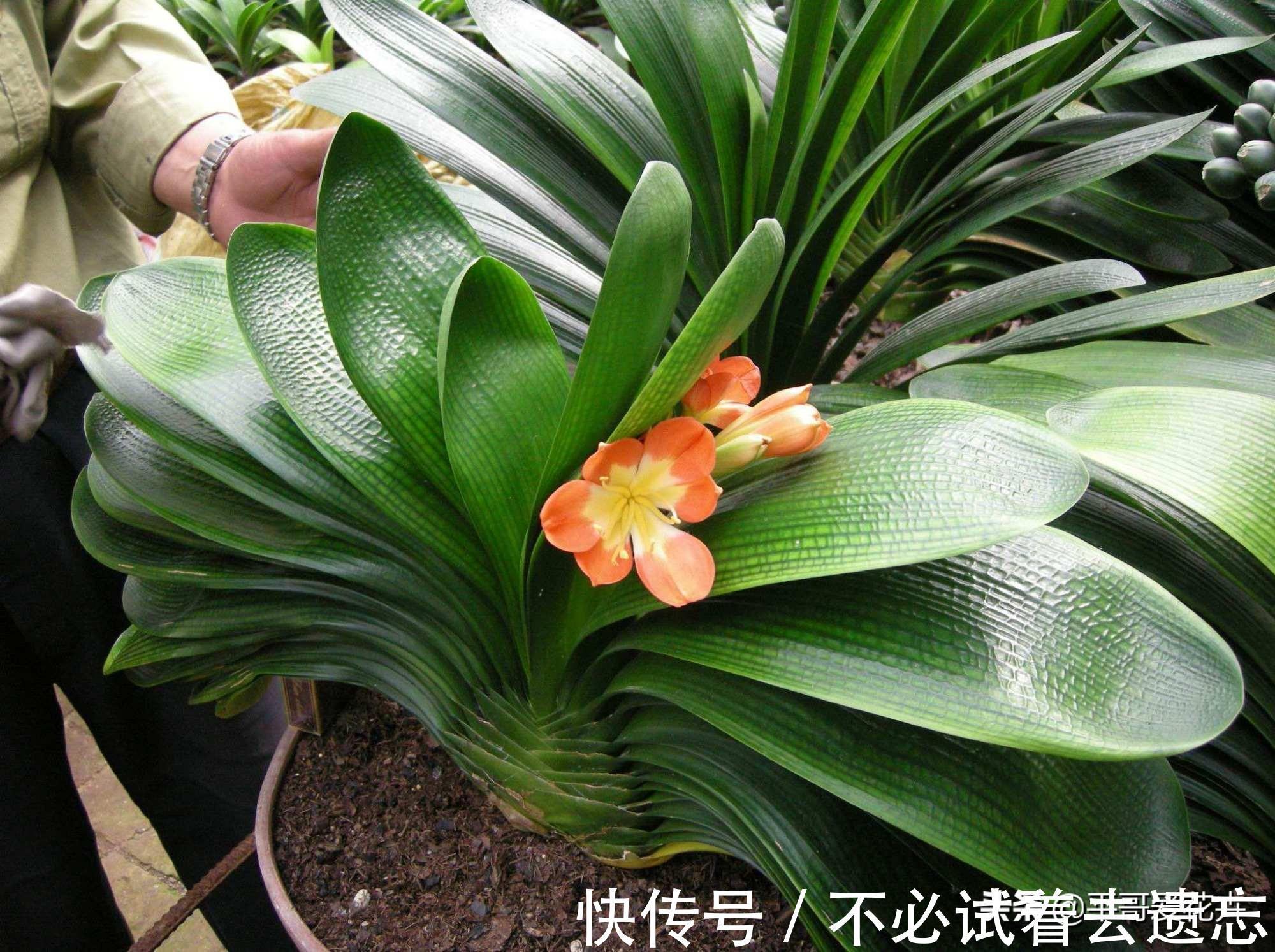 8月养君子兰，浇水是“关键”，教你学“2招”，根壮叶绿、开花艳