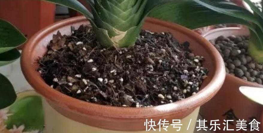 建议园艺新人:用这3种肥养花,万万不要弄错方法