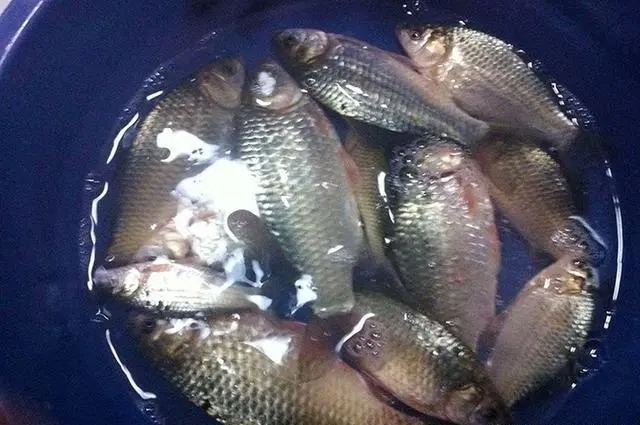 大水域|冬季钓鱼4字诀分享,新手掌握这些,一样可以钓到鱼