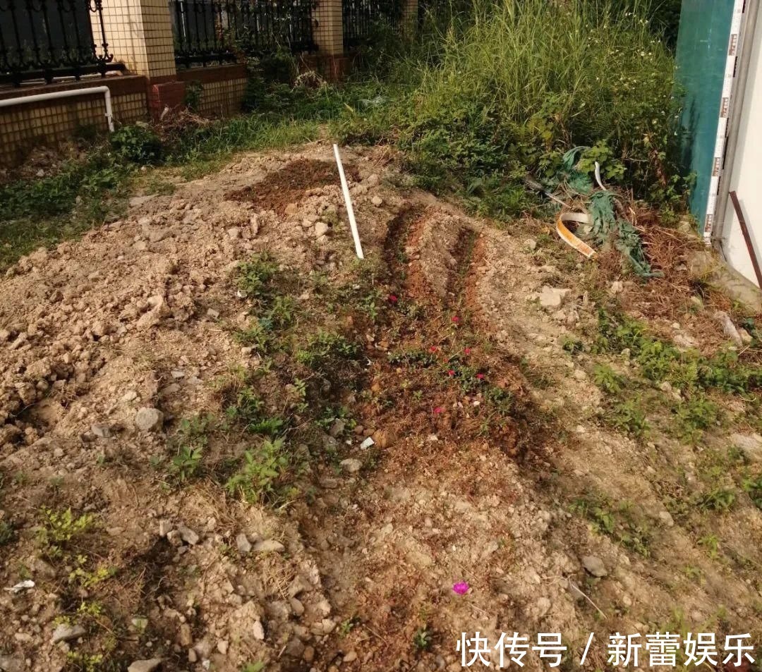 玉兰|家门口种棵“吉祥花”,满树都开花,还有“镇宅”好兆头