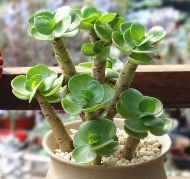 有钱人都养4种花,招财纳福带好运,净化空气,还有助于睡眠