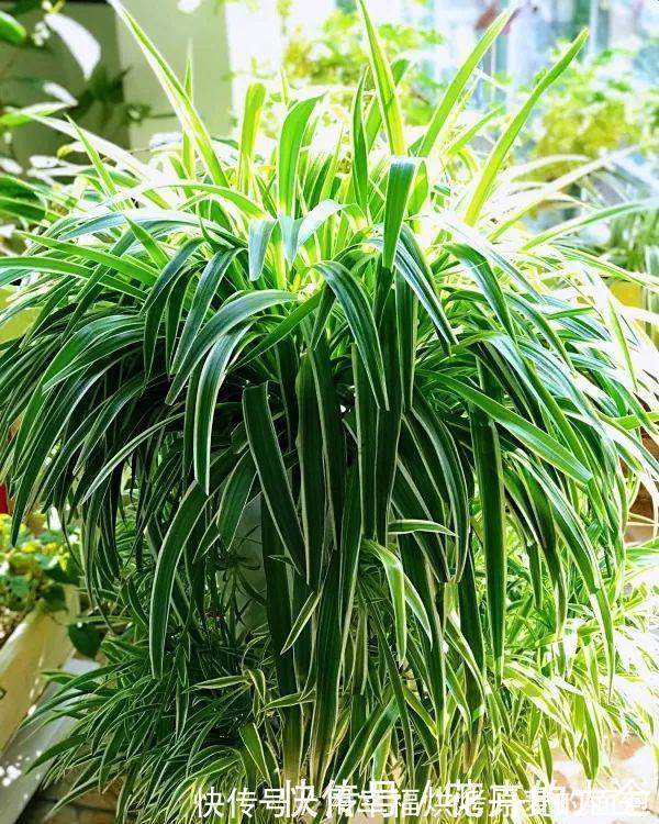 净化|此7种健康花,养家里空气清新病菌少,看看你家有吗