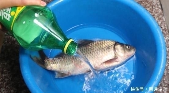火温|把一大瓶雪碧倒入鱼盆中，不到2分钟，鲫鱼的反应让人想不到