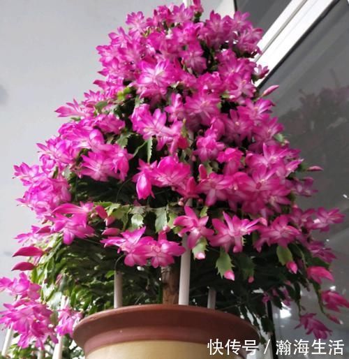 顶端|蟹爪兰想要开花多,光靠施肥是没用的,分享我的经验和方法