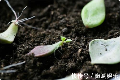 叶片|多肉繁殖成活低，用这个小技巧，新芽嫩叶长不停！