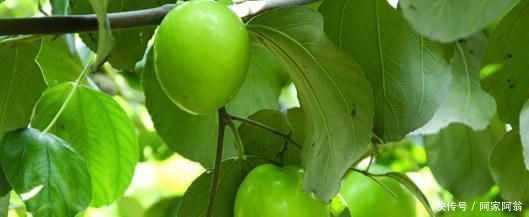 抗坏血酸酶|女性不想子宫早衰,不妨多吃此果,滋养卵巢,还能抚平大肚子