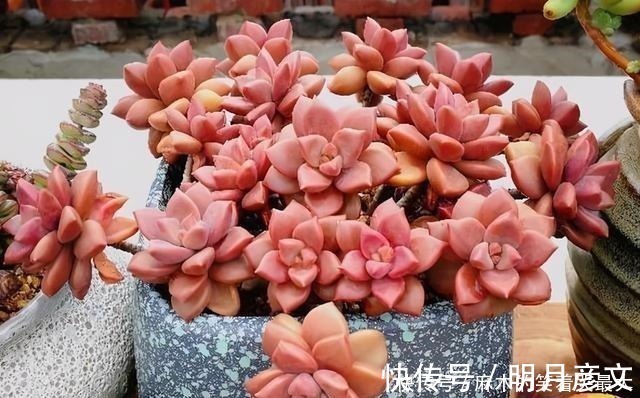 姬胧月|这“三多肉”是爆崽小能手，遇水疯长“寓意好”，却被当作低端货！