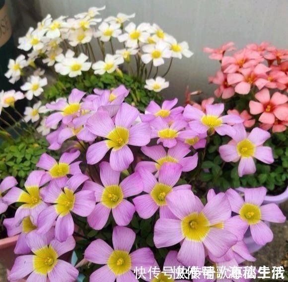 耐旱|阳台养花，就选这几种，一个月不浇水，也能打鸡血似的开满花！