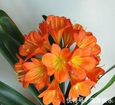 花盆|什么淘米水、柳树枝,都不如花盆撒把它,君子兰“打鸡血”猛开花