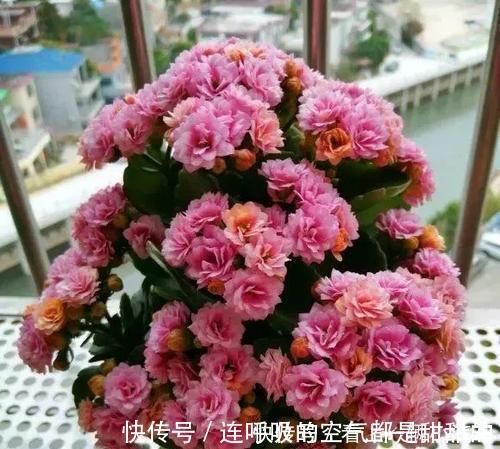 茱蒂|10款高颜值长寿花，好看又好养，你若一盆没养过，那也太可惜了！