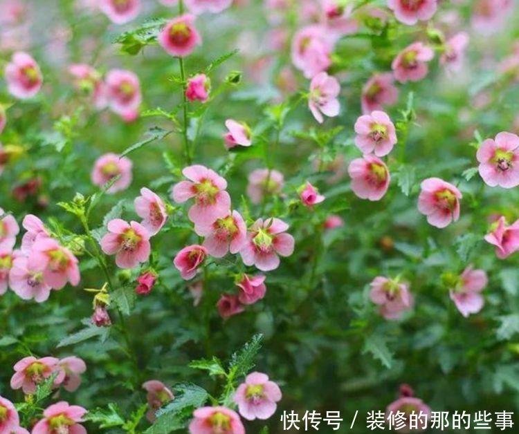 几种适合冬季养的漂亮花,好活易爆盆,花美心情好