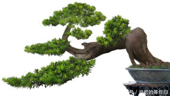 教你如何制作罗汉松盆景!