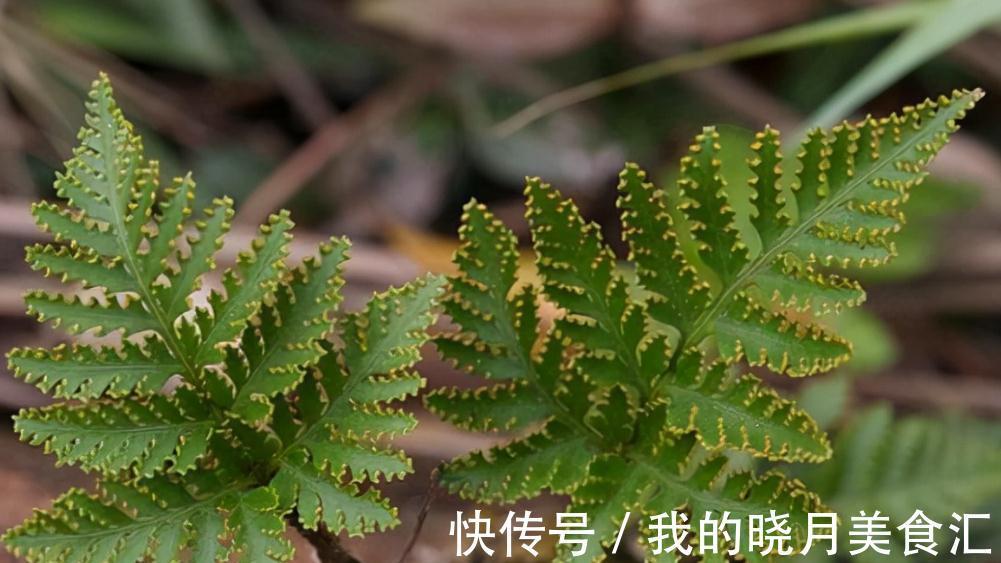 生命力|石缝里的植物,好多人没见过,若有幸遇见,就珍惜吧