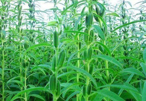 芝麻叶|农村常见的叶子,男士吃了有劲,女士吃了美容,城里人到现在才知