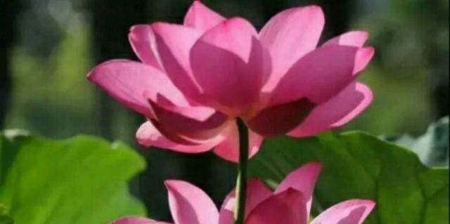 拯救|在闻鸡起舞之后的故事夺取河中失地,一首歌胡笳拯救孤立的城市