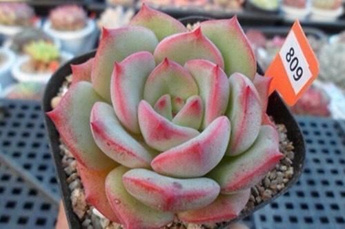 佳人|买多肉别只听名字,这6种多肉一个品种好几个名,擦亮眼睛别上当