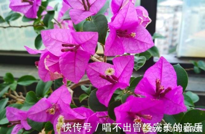 阳台|封闭阳台养5种花,不容易黄叶落叶,开花还很漂亮
