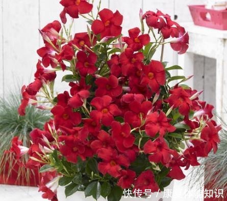 一种小花太神奇,一对叶子6朵花,养一棵开一片,室内室外都能养!