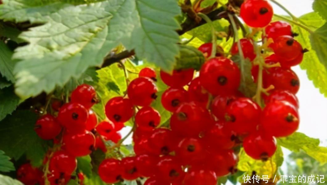 想长寿要先会吃,3种食物可常吃,营养丰富,有益健康!