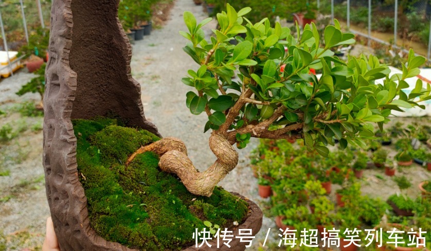 制成盆景的瓜子黄杨,搁家里能显主人品味、身份,该怎么养护?