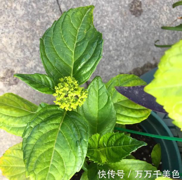 浇水|这个天,你的绣球浇水姿势对了吗