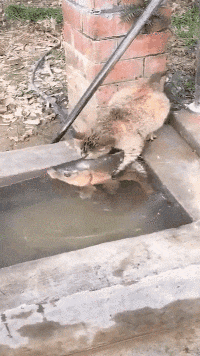 |搞笑GIF:姑娘当时就懵了 早知如此就不应该玩这个