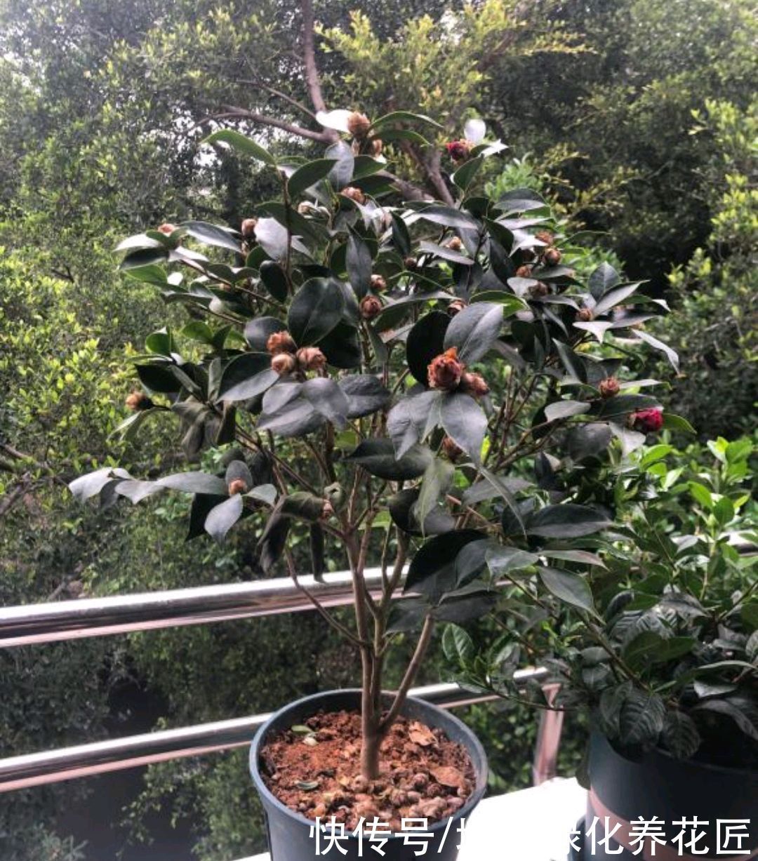 盆栽|茶花盆栽入手才三天就直接卷叶掉花苞,湿度不够?营养不足?
