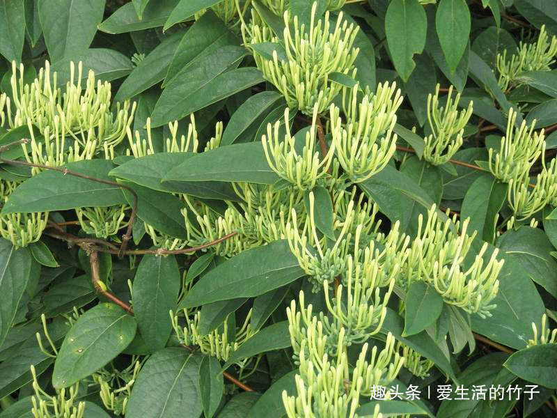 金银花和山银花的区别，认识一下，根据需要，可以区分就好