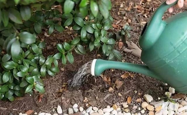 春节|寒冬养茶花,4个窍门“摸透它”,春节开大花,华贵娇艳满枝丫