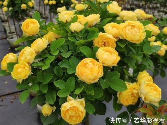 金丝雀|从5月12日开始,家养此款花卉,好养易爆盆,惊艳如花球,美翻了