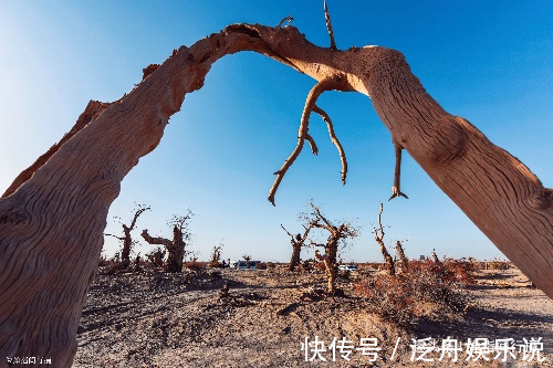 大漠|新疆大漠的“植物化石”，枯倒千年不腐“魔鬼林”秘密原来如此