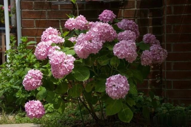 圆滚滚的绣球，瀑布般的花墙，这届花友也太会种花了吧