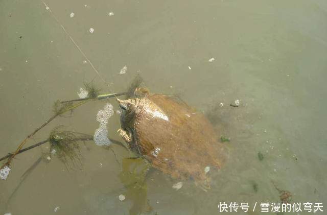 学会|野生甲鱼难找不难钓,学会这两招,一找一个准