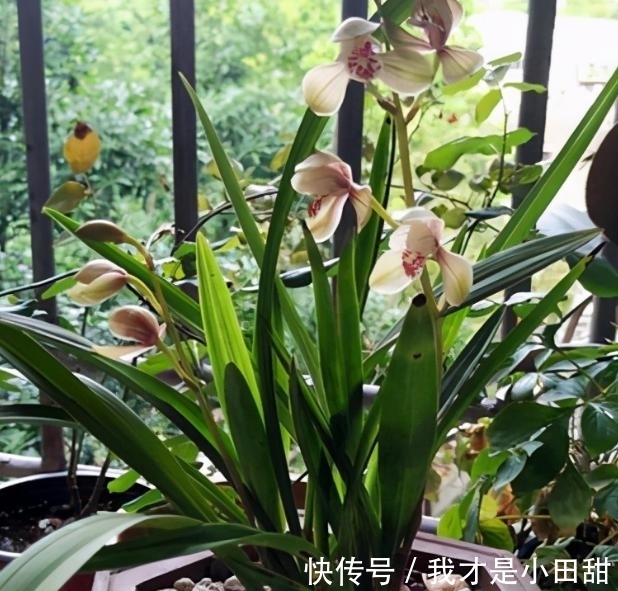 冬日养兰花,做好这些,花香似香水,却比它更安全持久