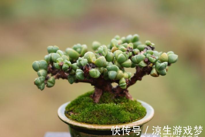 多肉鹿角海棠和劳尔,一个可以打造盆景和赏花,一个出状态后超美