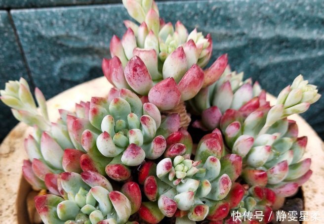 北阳台养花,选对植物,也能造个小花园