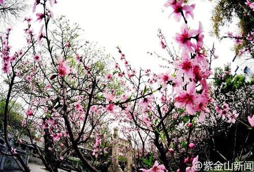 南京秦淮河畔：春分将至 桃叶渡口桃花红