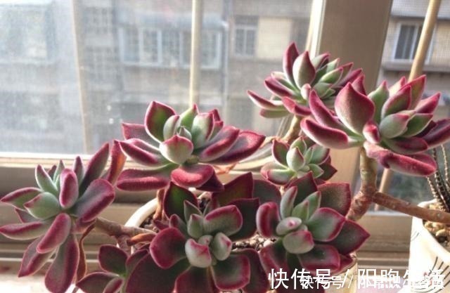 黄丽黄丽|女同学喜爱的8种“美靓多肉”,就是难养了点,看看你都养过没!