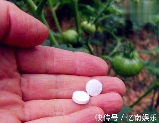 养花|3种比花肥有用的小药片，泡在水里用来浇花，根壮叶绿花红