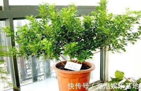 光照|家养米兰花总是长不好,教你4招,开成“爆米花”,比香水味还浓