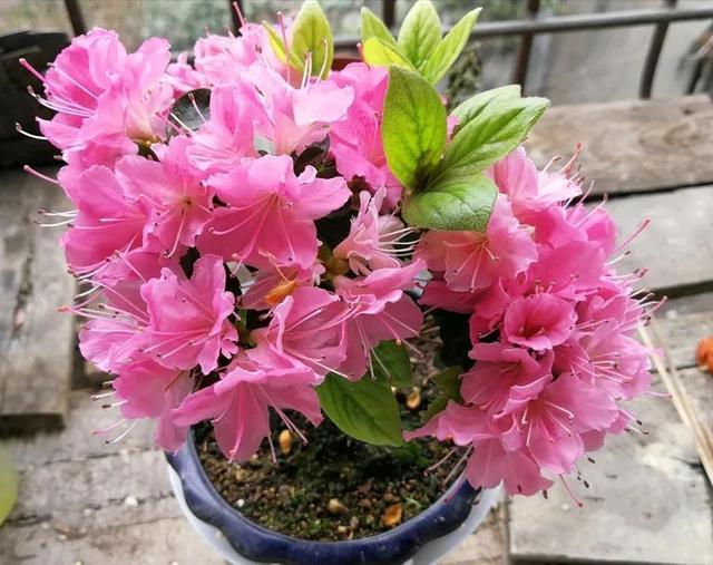 家里养盆虎皮兰,小花盆、挤着养,疯狂开花爆小崽!